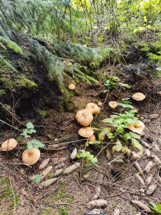 Гриб из Воронеж