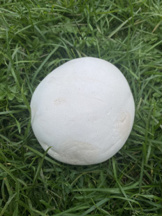 Calvatia gigantea - Головач гигантский