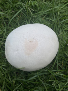 Calvatia gigantea - Головач гигантский