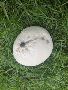 Calvatia gigantea - Головач гигантский