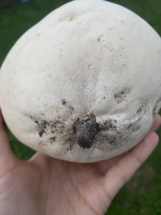 Calvatia gigantea - Головач гигантский