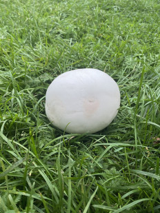 Calvatia gigantea - Головач гигантский