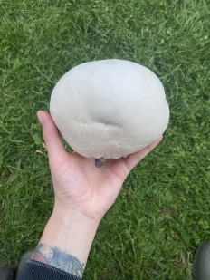 Calvatia gigantea - Головач гигантский