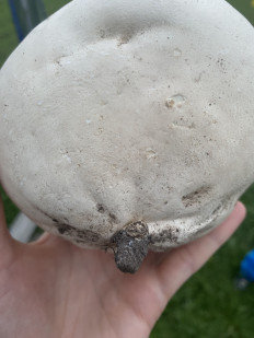 Calvatia gigantea - Головач гигантский