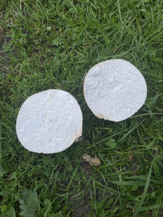 Calvatia gigantea - Головач гигантский