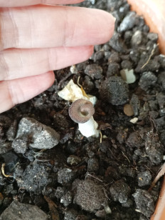 Hohenbuehelia petaloides - Гоенбуелия лепестковидная