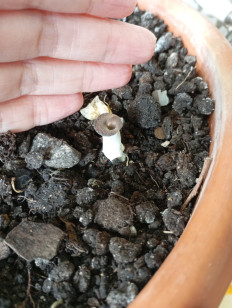 Hohenbuehelia petaloides - Гоенбуелия лепестковидная