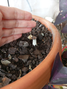 Hohenbuehelia petaloides - Гоенбуелия лепестковидная