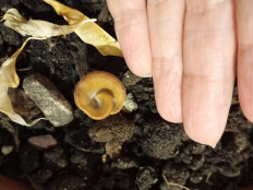 Hohenbuehelia petaloides - Гоенбуелия лепестковидная