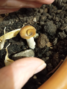 Hohenbuehelia petaloides - Гоенбуелия лепестковидная