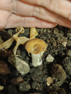 Hohenbuehelia petaloides - Гоенбуелия лепестковидная