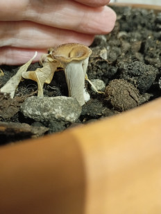 Hohenbuehelia petaloides - Гоенбуелия лепестковидная