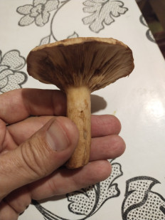 Гриб из москва