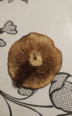 Гриб из москва