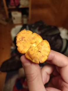 Гриб из Московская область, Клин