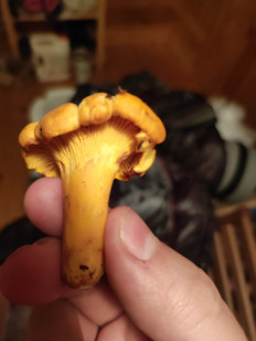 Гриб из Московская область, Клин