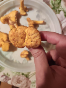 Гриб из Московская область, Клин