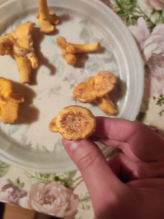 Гриб из Московская область, Клин