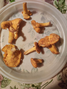 Гриб из Московская область, Клин