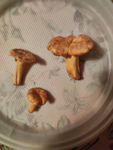 Гриб из Московская область, Клин