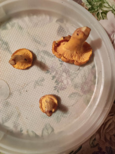 Гриб из Московская область, Клин