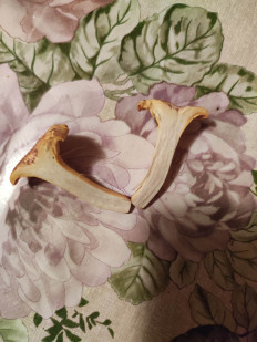 Гриб из Московская область, Клин