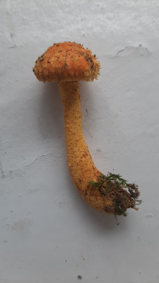 Гриб из Москва