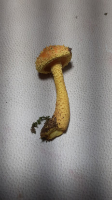 Гриб из Москва