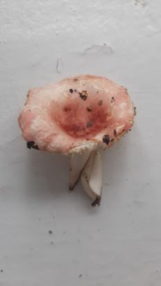 Гриб из Москва