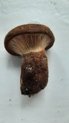 Гриб из Москва