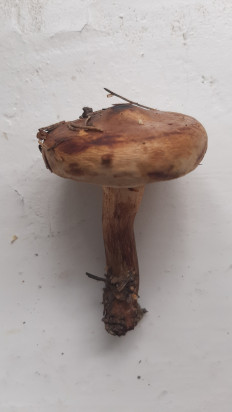 Гриб из Москва