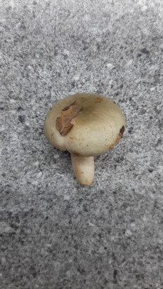 Гриб из Москва