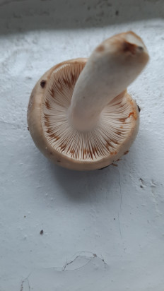 Гриб из Москва