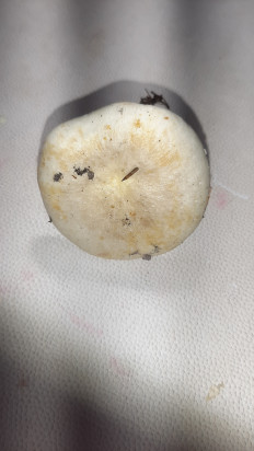 Гриб из Москва