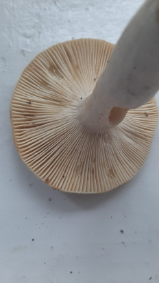 Гриб из Москва