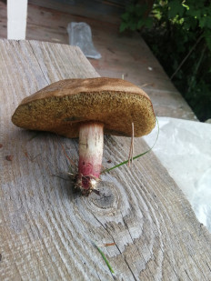 Гриб из Струнино