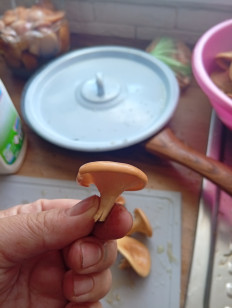 Гриб из Стерлитамак