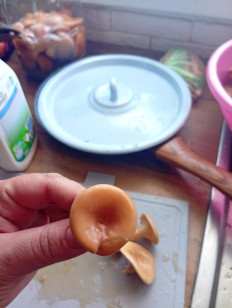 Гриб из Стерлитамак