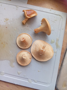 Гриб из Стерлитамак