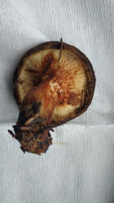 Гриб из Волоколамск