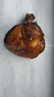 Гриб из Волоколамск