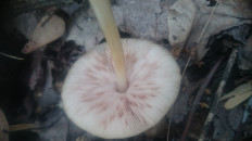 Гриб из Кинель, Самарской