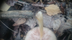 Гриб из Кинель, Самарской