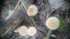 Гриб из Кинель, Самарской