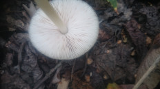 Гриб из Кинель, Самарской