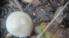 Гриб из Кинель, Самарской