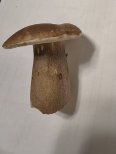 Гриб из Владивосток