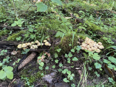 Гриб из Рига