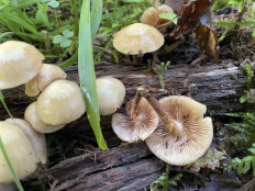 Гриб из Рига