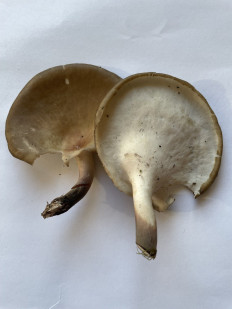 Гриб из Рига